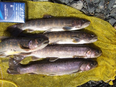 ����̃L�[�v��