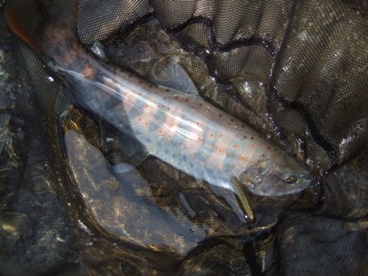 ���V�[�Y���P����