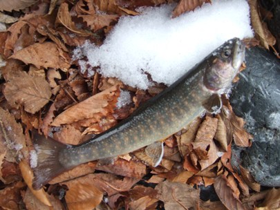 ����p�C���i�f�d�s