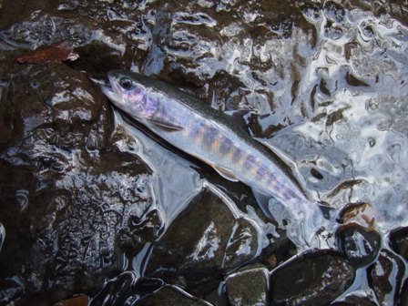 �h�����ĂP�C