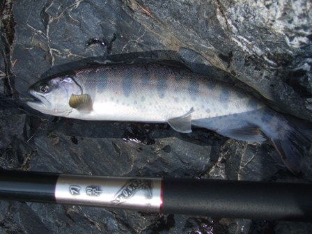 �X���A�}�S