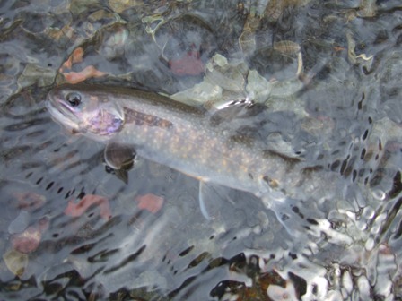 �V���C���i