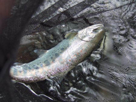 �������m�̃A�}�S