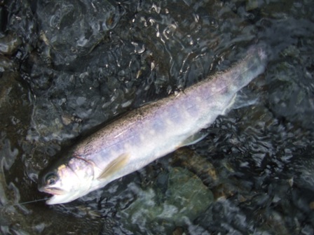 �P���ڂ̓C���i