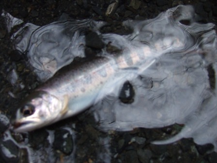 �Ȃ�Ƃ������m�f�d�s