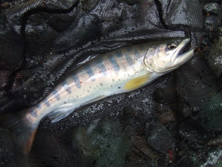 �{���P����