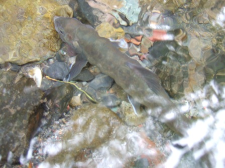 �W���N���X