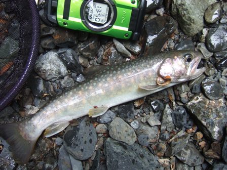 �����ڃn�C�u���b�g