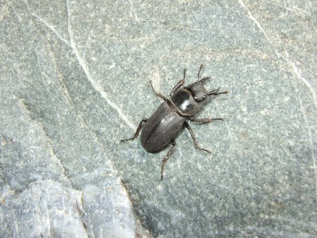 ���̉͌��ɁE�E�H