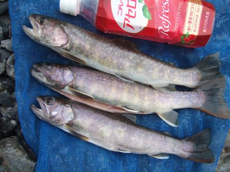 �債�����Ƃ͖���