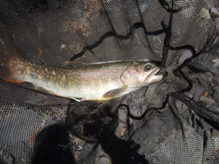 �W���n�C�u���b�g