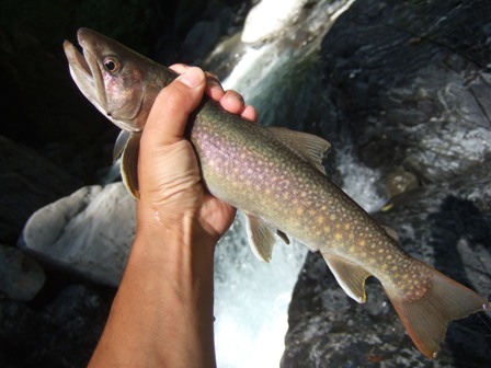 �ڃC���i�f�d�s