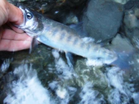 ���}�d���̂P�C