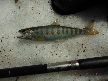 �V���A�}�S