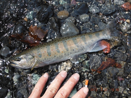 �X���A�}�S