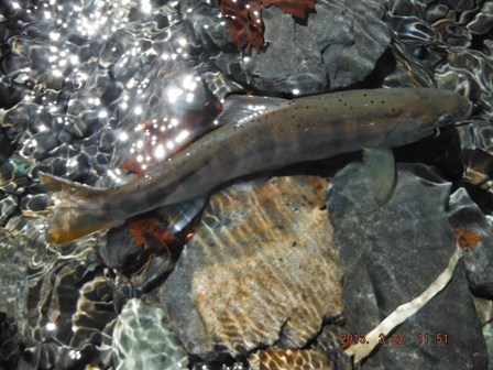 �W���A�}�S