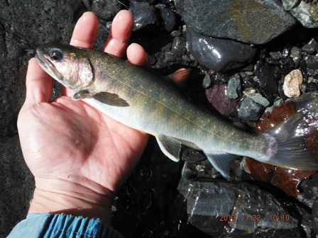 �X���n�C�u���b�g