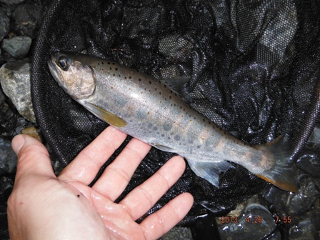 �W�����A�}�S