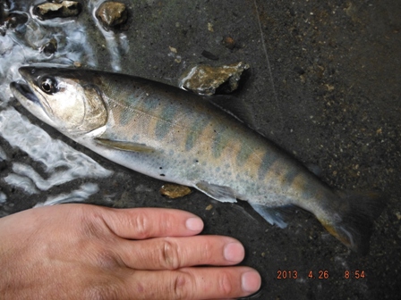 �X�����A�}�S