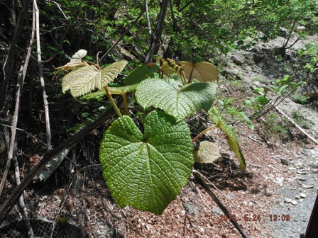 �������񐶂��Ă�