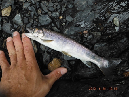 �Ƃ肠�����P����