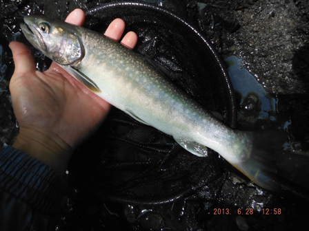 �ڃC���i�Q�A��