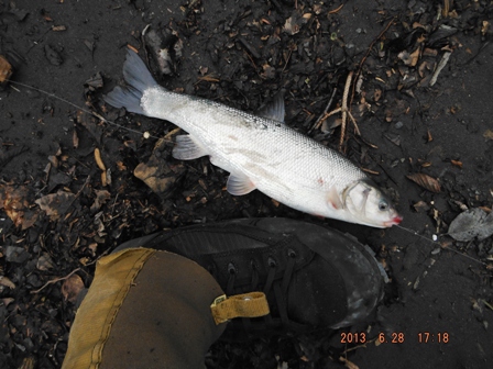 �����Ƒ傫���̂������E�E