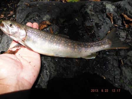 �P���ڂ͎ڃC���i