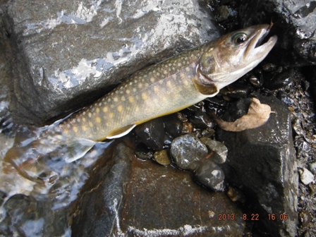 �����[�X