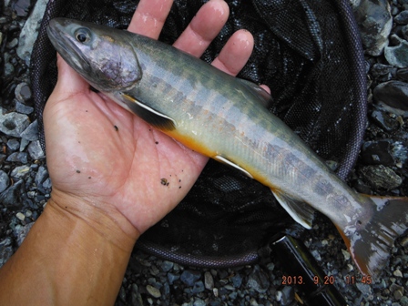 �X�����}�g