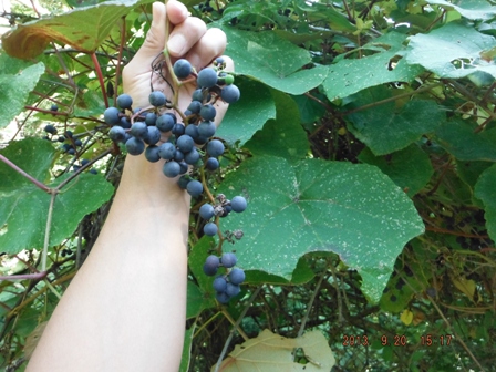 ���R�u�h�E