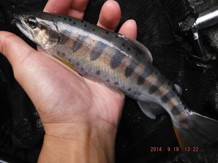 �W���A�}�S