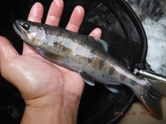 �X���A�}�S