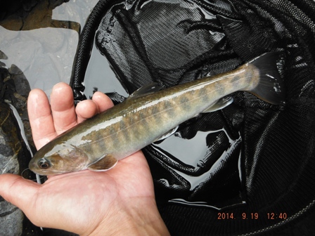 �P���ڂ̓����[�X