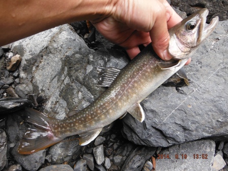 �������ڃC���i