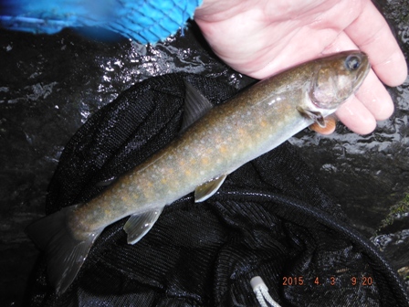 �y�Y�f�d�s