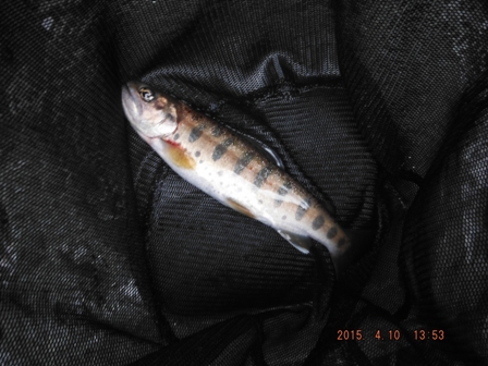 �ǂ��ɂ���C