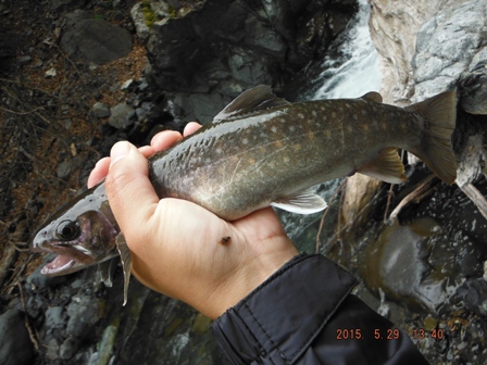 �ڃC���i�f�d�s