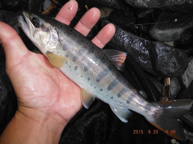 ���ꂼ�ݗ��V�R��