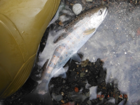 �P���ڂ͂W���A�}�S