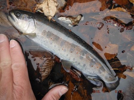 �X�����A�}�S