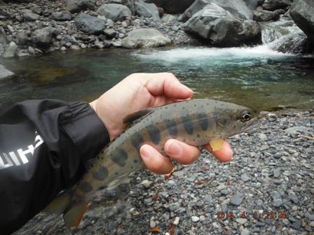 �D�|�C���g��w�i��