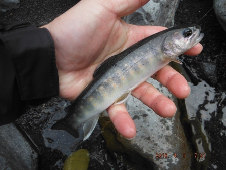 �C���i�̓����[�X�T�C�Y