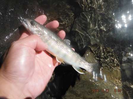 �ȍ~�n�C�u���b�g�C���i