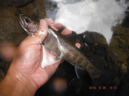 �ۂ�ۂ��