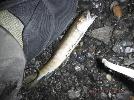 �e���o�O���x���W