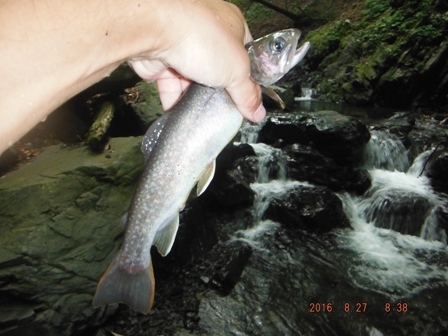 �L�[�v�T�C�Y�f�d�s