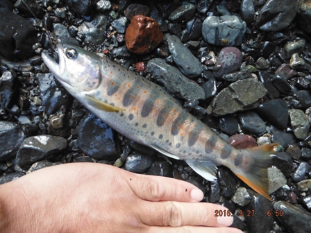 �{���P���ڂ̃A�}�S