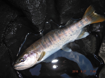 �Q���ڂ̂X���T�C�Y