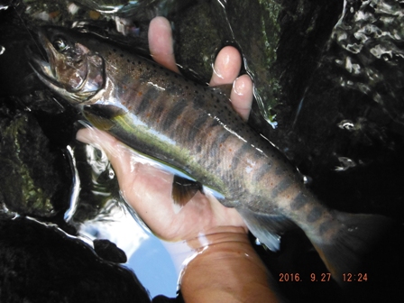 �����F�H�A�}�S